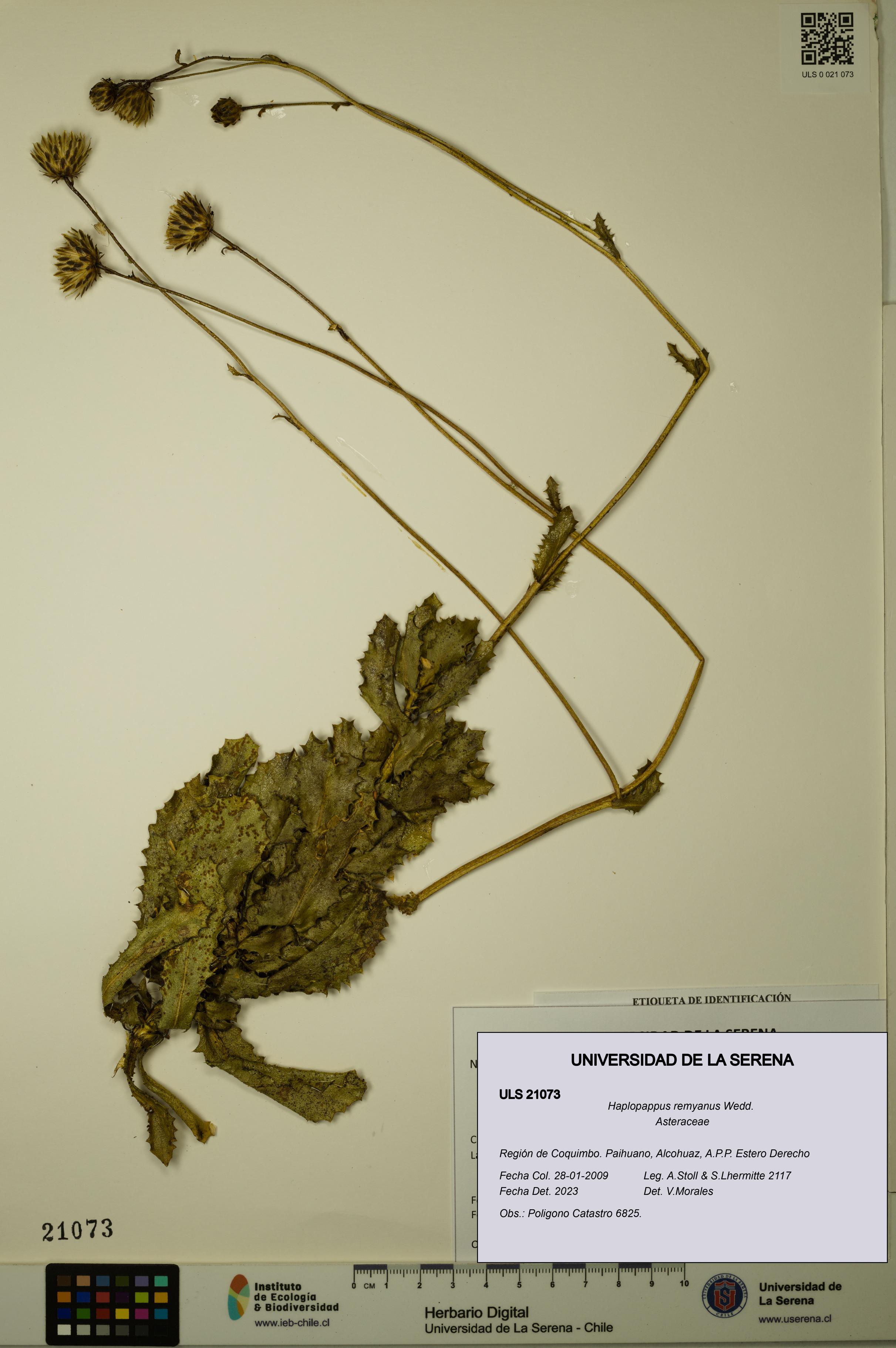 Haplopappus remyanus [Espécimen: ULS:ULS:0021073]