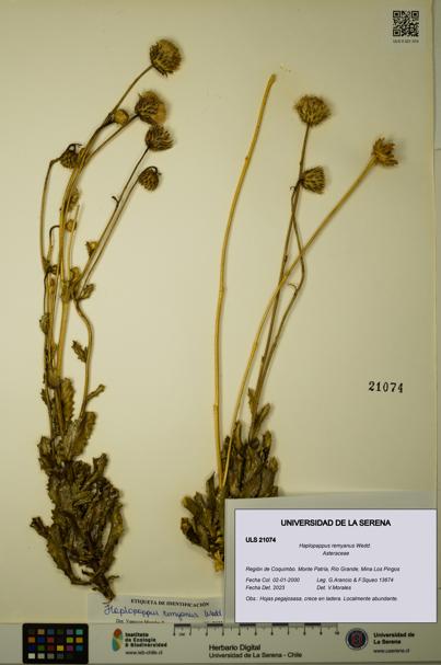 Haplopappus remyanus [Espécimen: ULS:ULS:0021074]