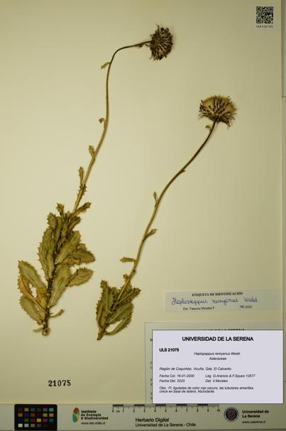 Haplopappus remyanus [Espécimen: ULS:ULS:0021075]