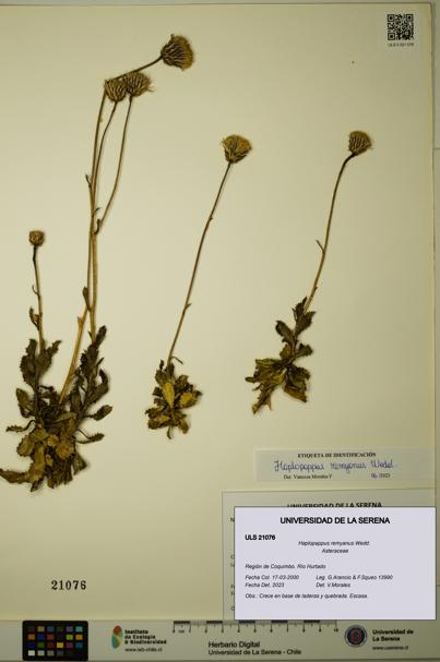 Haplopappus remyanus [Espécimen: ULS:ULS:0021076]