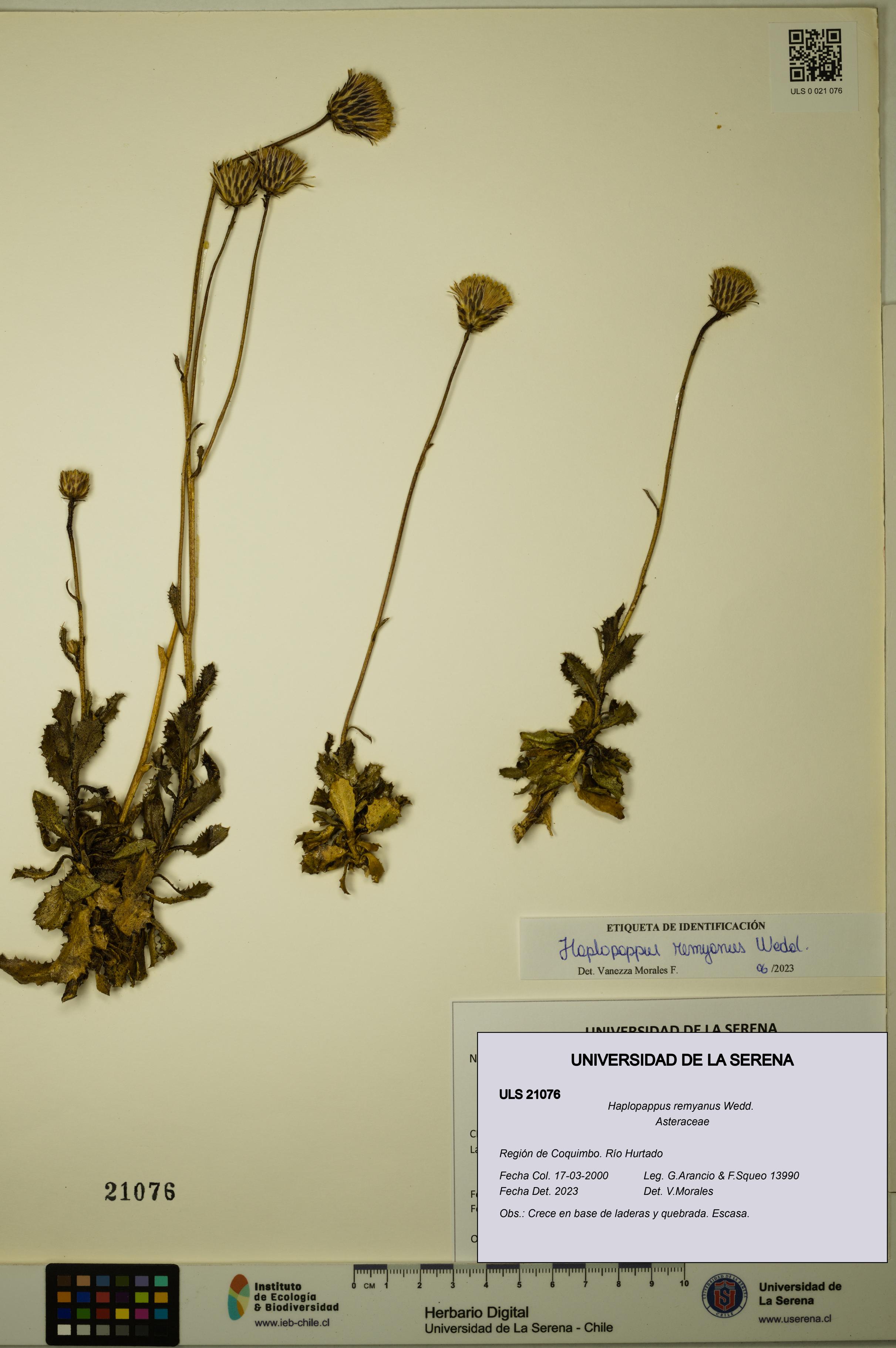 Haplopappus remyanus [Espécimen: ULS:ULS:0021076]