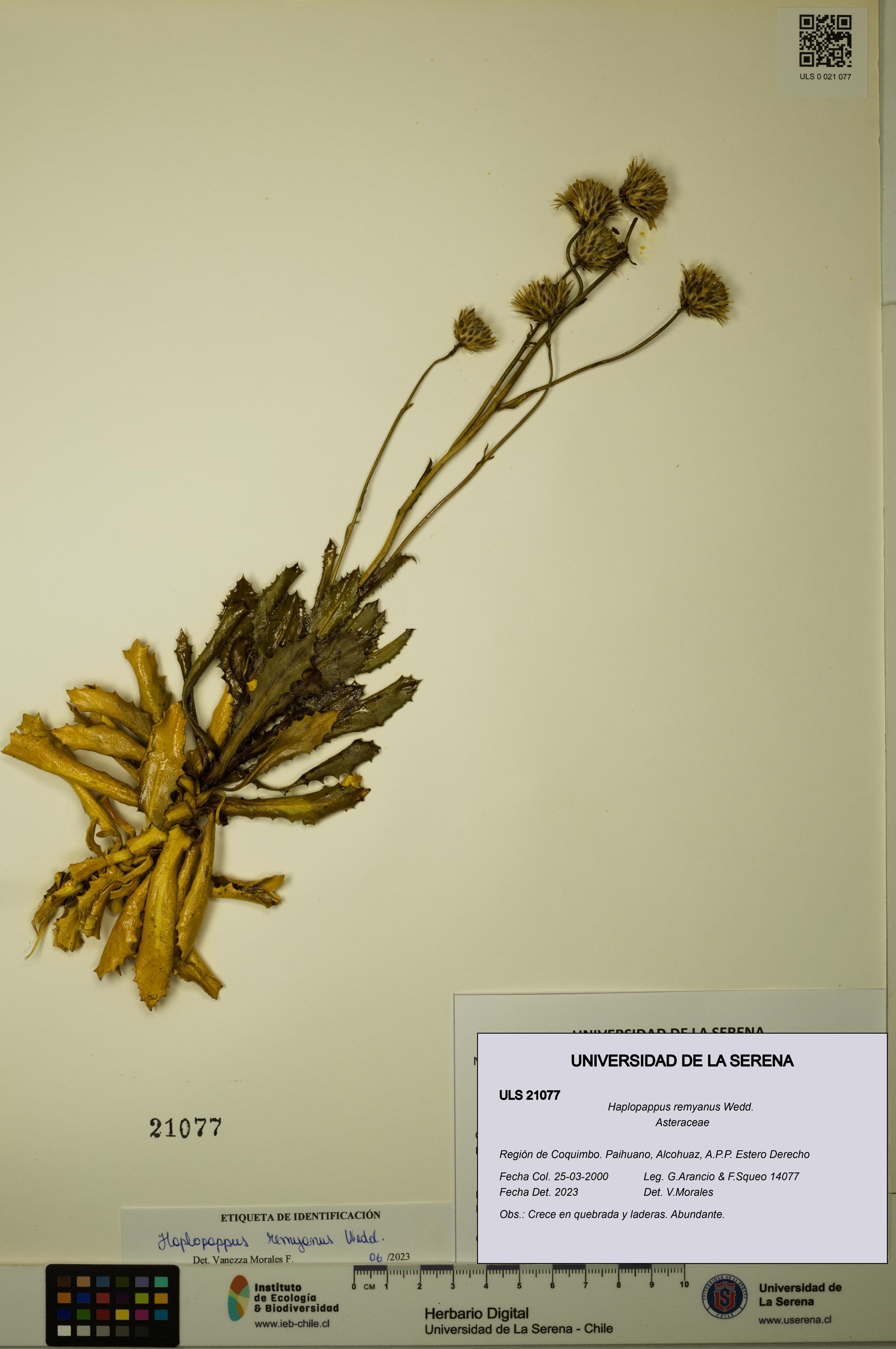Haplopappus remyanus [Espécimen: ULS:ULS:0021077]