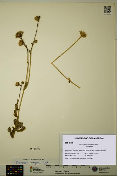 Haplopappus remyanus [Espécimen: ULS:ULS:0021078]
