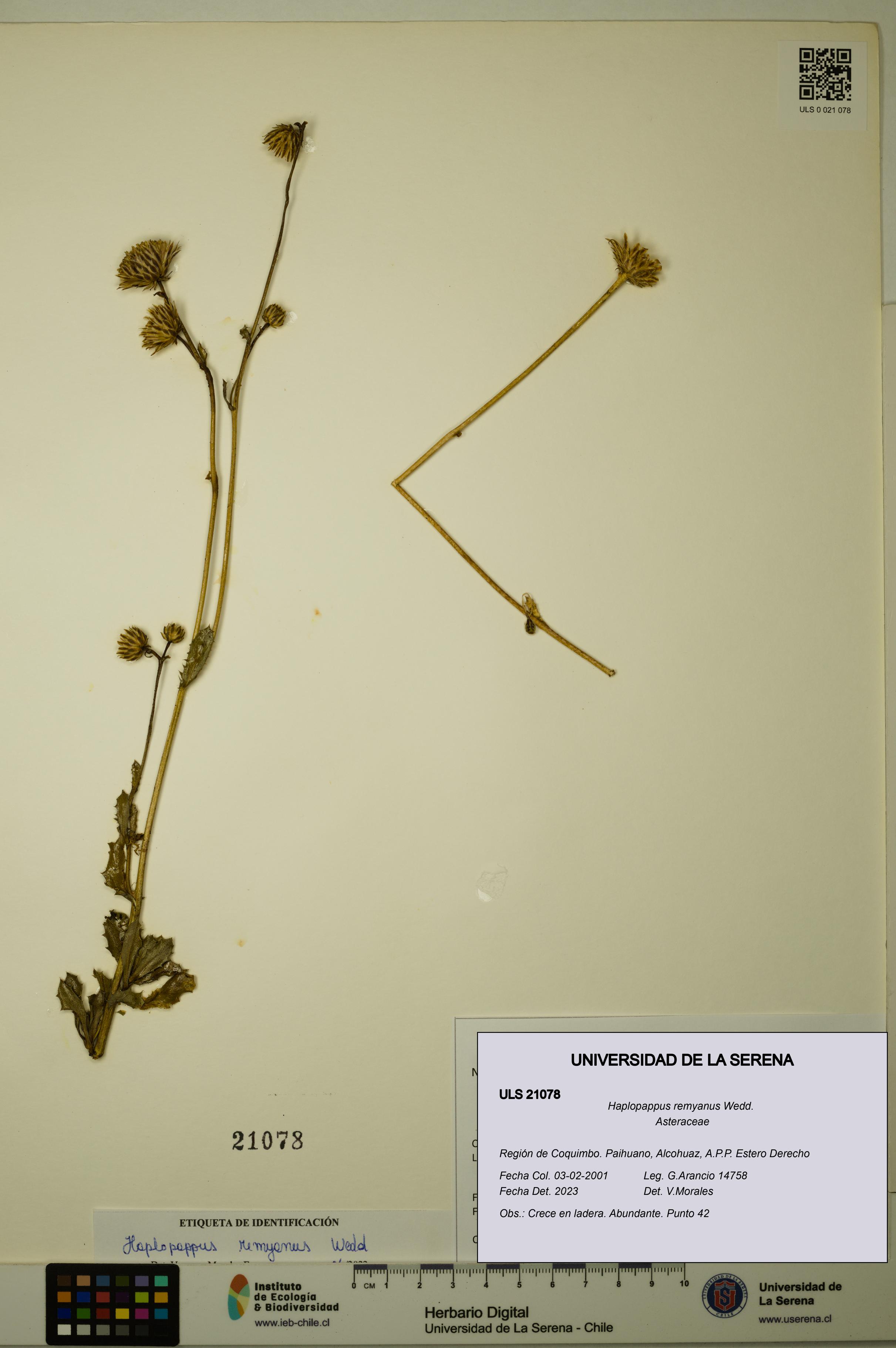 Haplopappus remyanus [Espécimen: ULS:ULS:0021078]