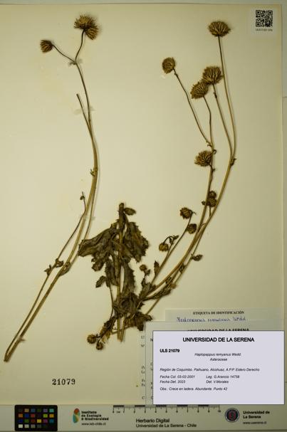 Haplopappus remyanus [Espécimen: ULS:ULS:0021079]