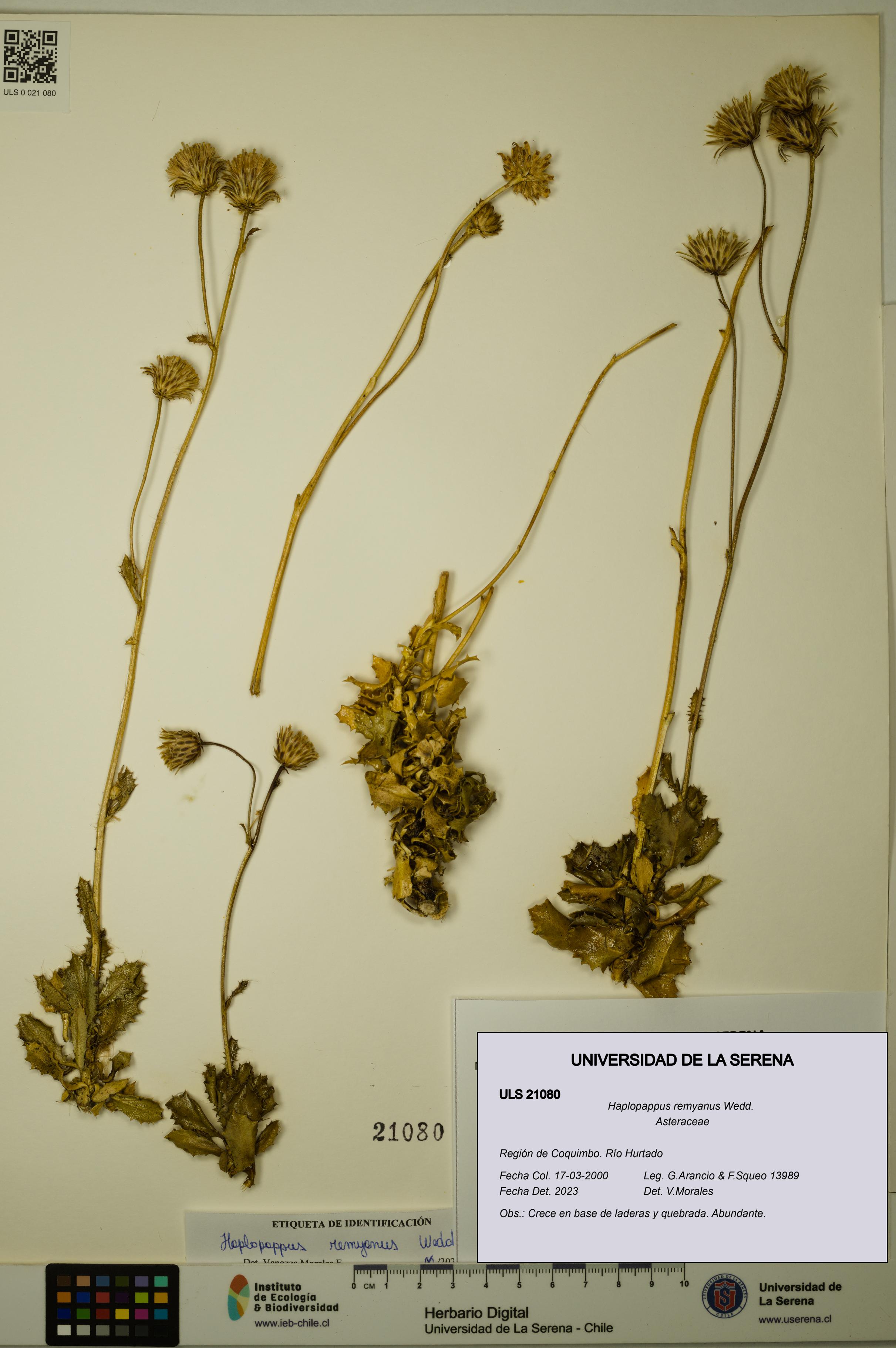 Haplopappus remyanus [Espécimen: ULS:ULS:0021080]