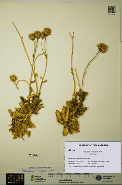 Haplopappus remyanus [Espécimen: ULS:ULS:0021081]