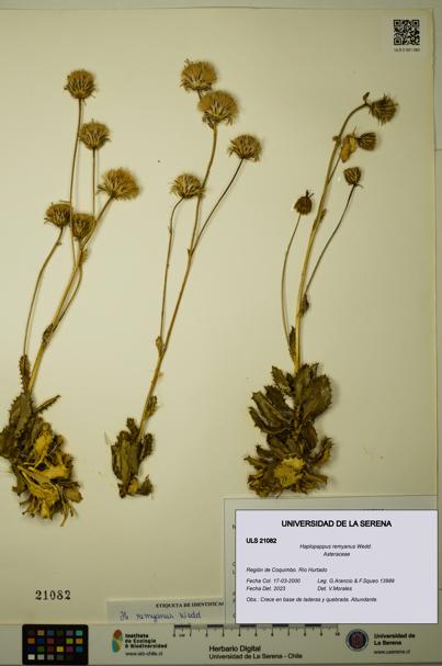 Haplopappus remyanus [Espécimen: ULS:ULS:0021082]