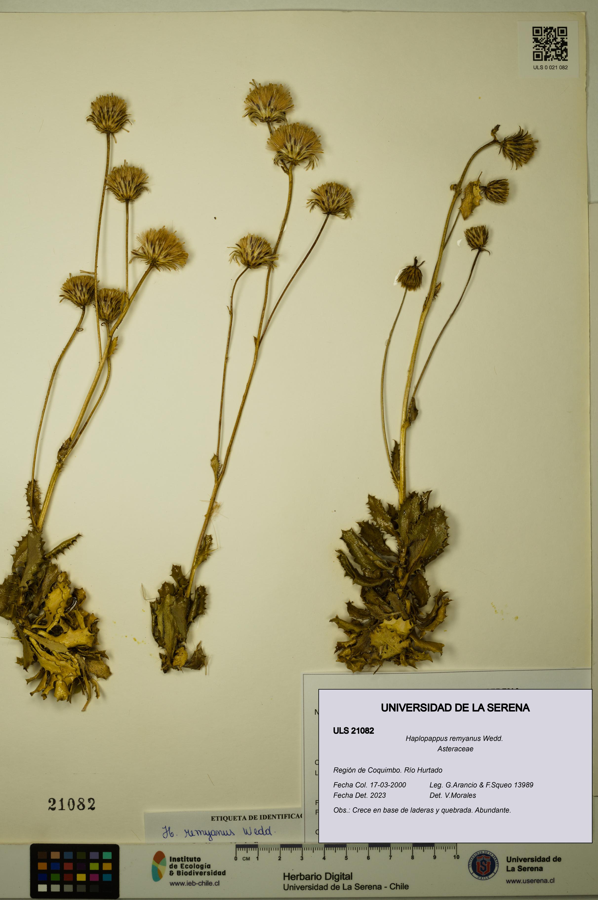 Haplopappus remyanus [Espécimen: ULS:ULS:0021082]