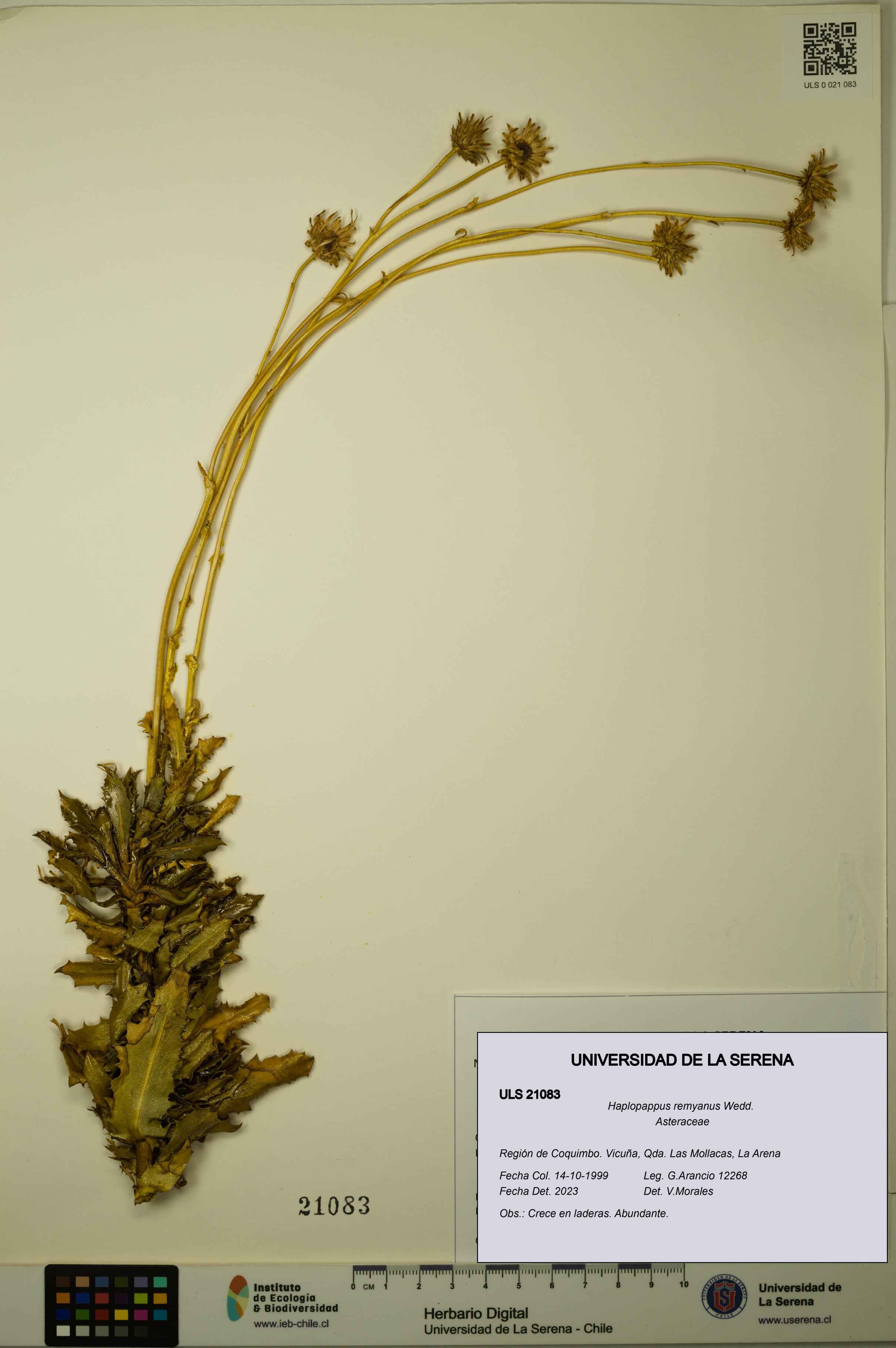 Haplopappus remyanus [Espécimen: ULS:ULS:0021083]