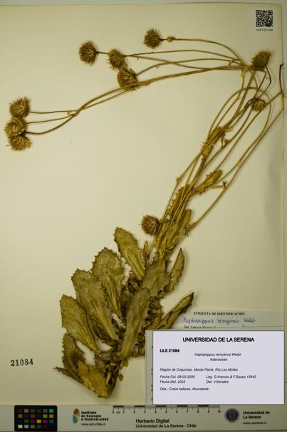 Haplopappus remyanus [Espécimen: ULS:ULS:0021084]