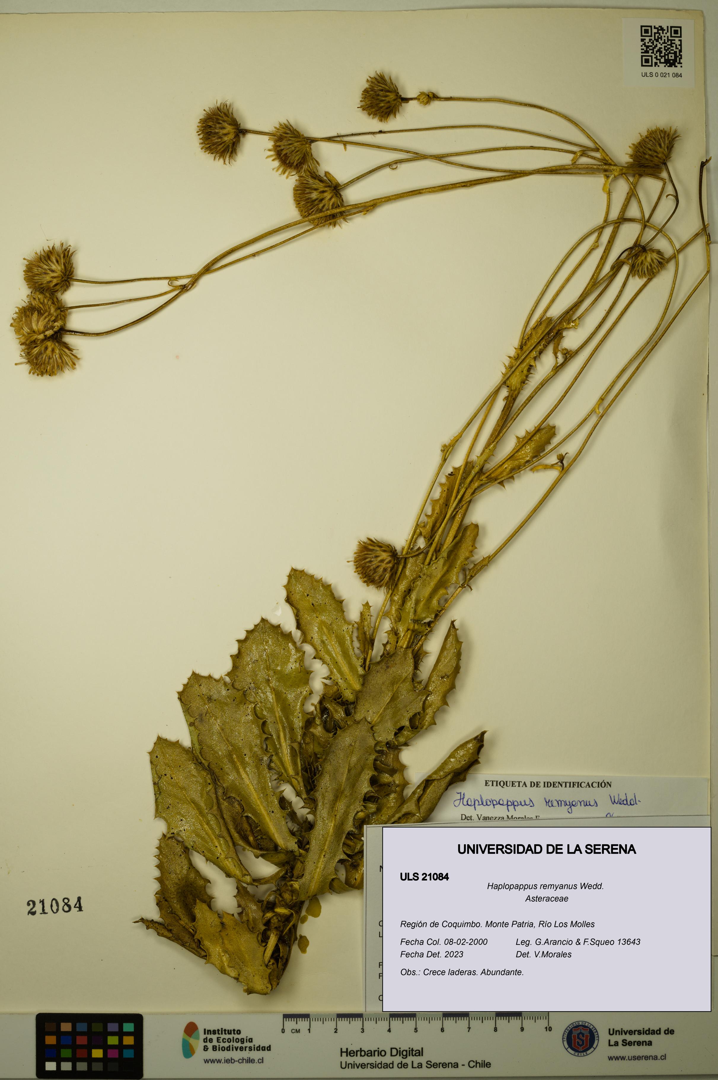 Haplopappus remyanus [Espécimen: ULS:ULS:0021084]