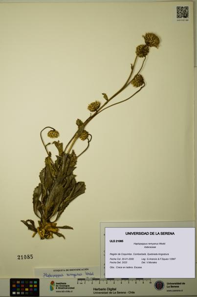 Haplopappus remyanus [Espécimen: ULS:ULS:0021085]