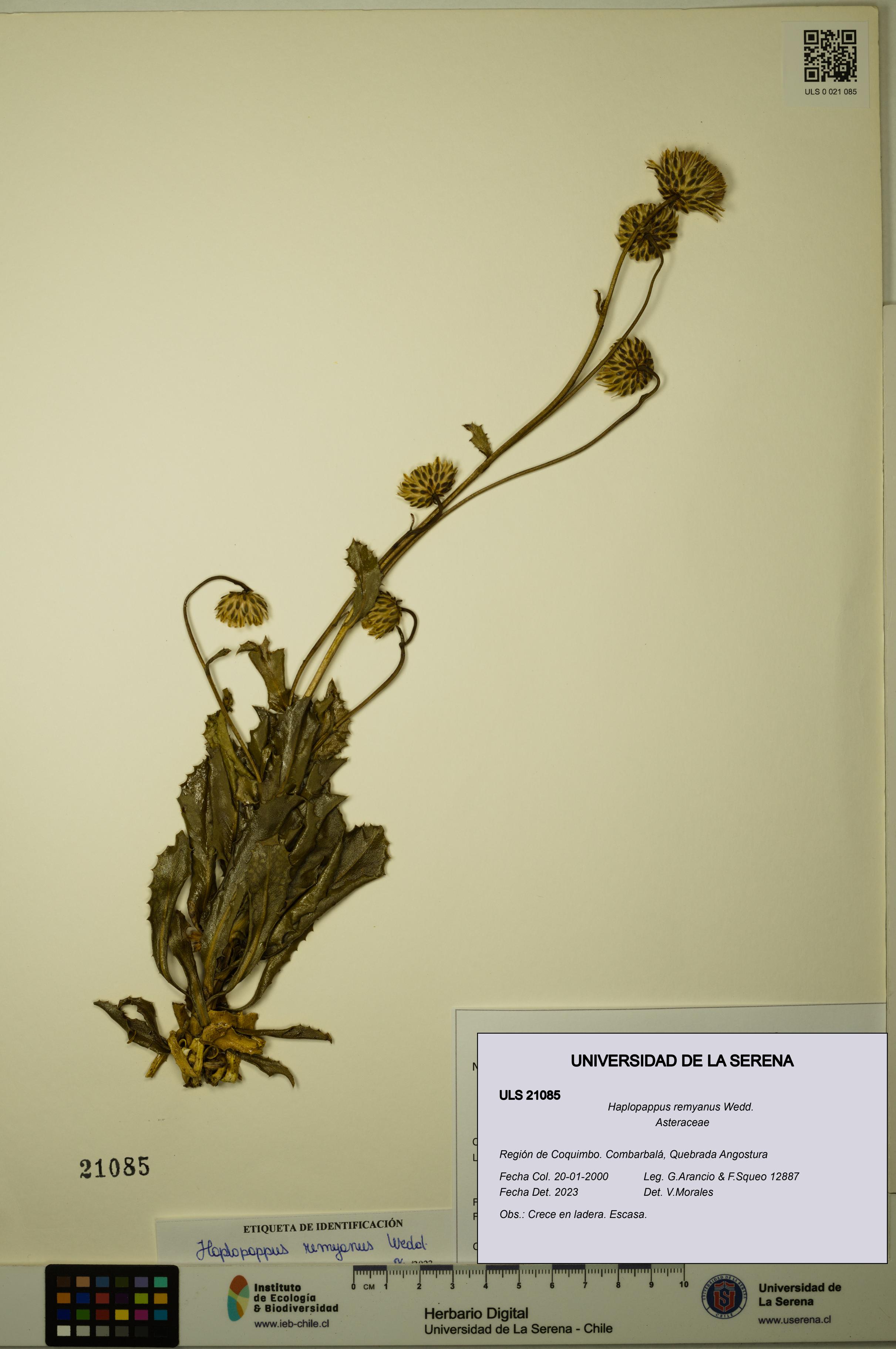 Haplopappus remyanus [Espécimen: ULS:ULS:0021085]