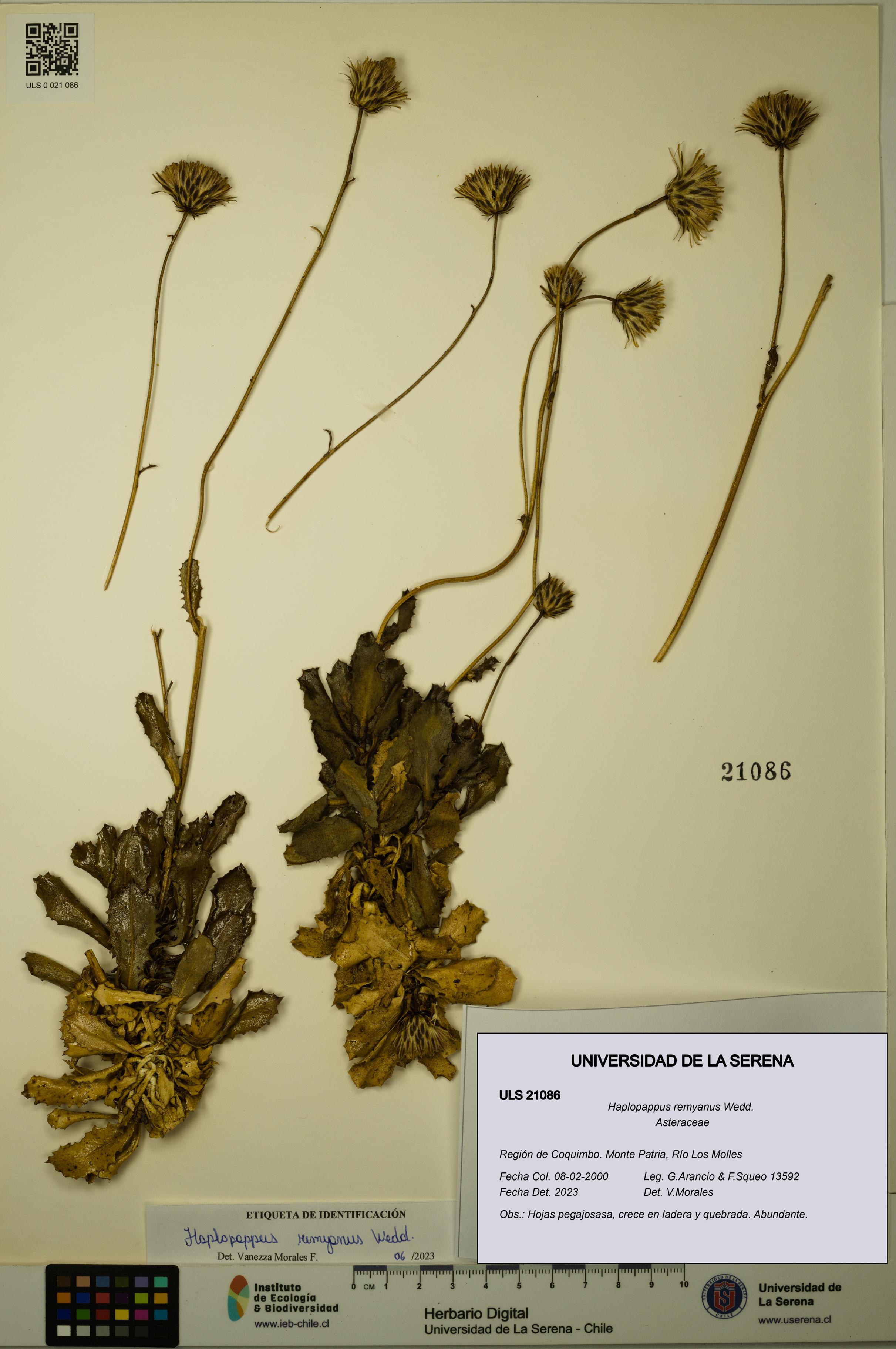 Haplopappus remyanus [Espécimen: ULS:ULS:0021086]