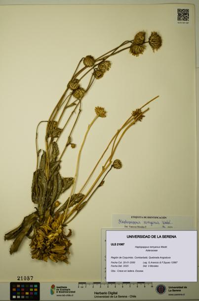 Haplopappus remyanus [Espécimen: ULS:ULS:0021087]