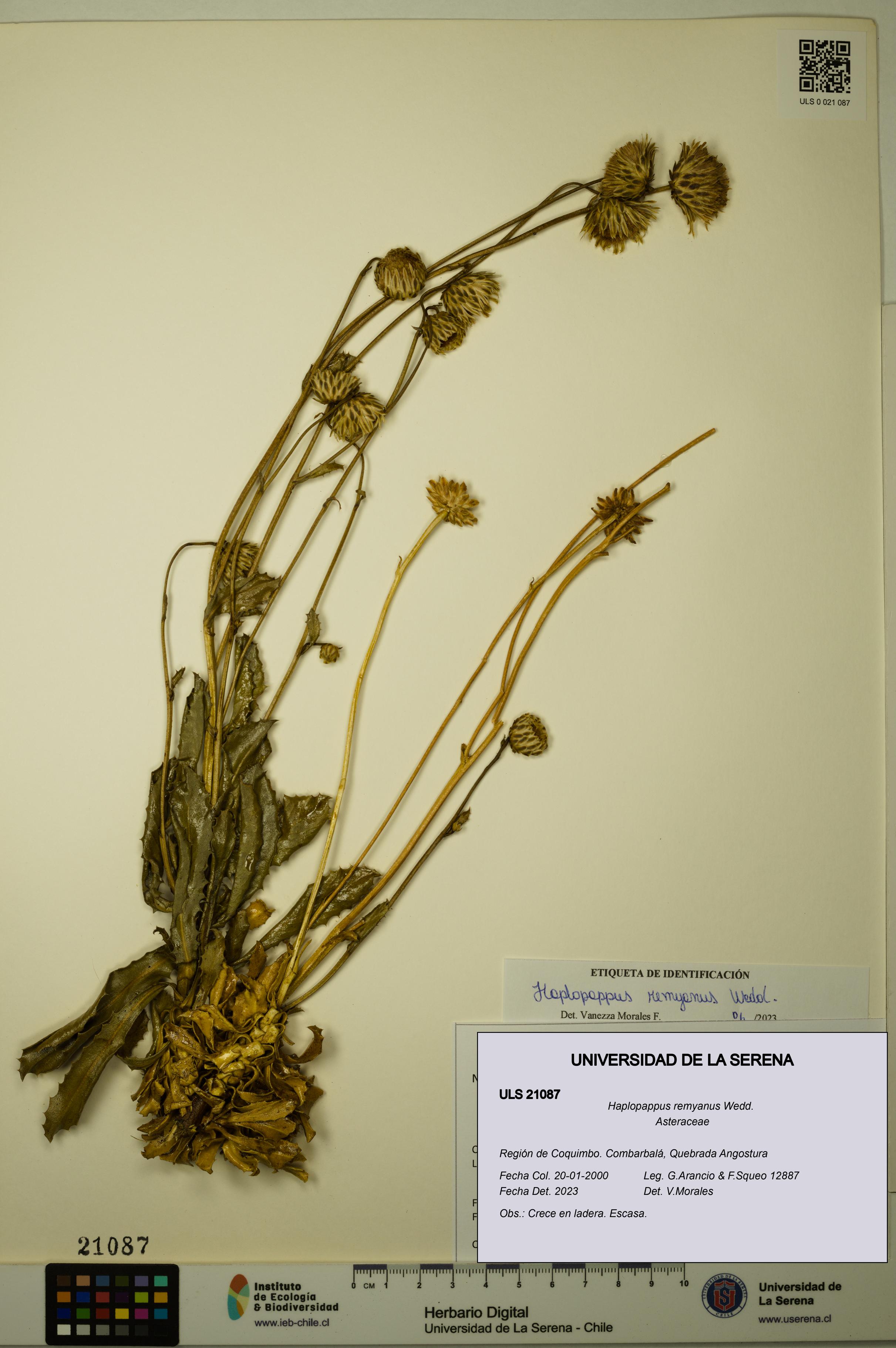 Haplopappus remyanus [Espécimen: ULS:ULS:0021087]