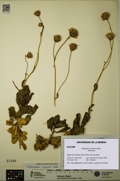 Haplopappus remyanus [Espécimen: ULS:ULS:0021088]