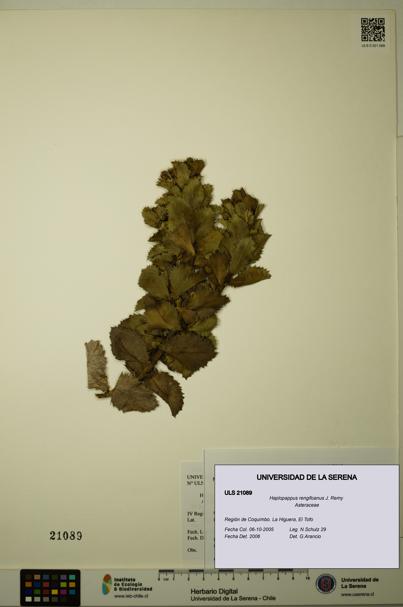 Haplopappus rengifoanus [Espécimen: ULS:ULS:0021089]