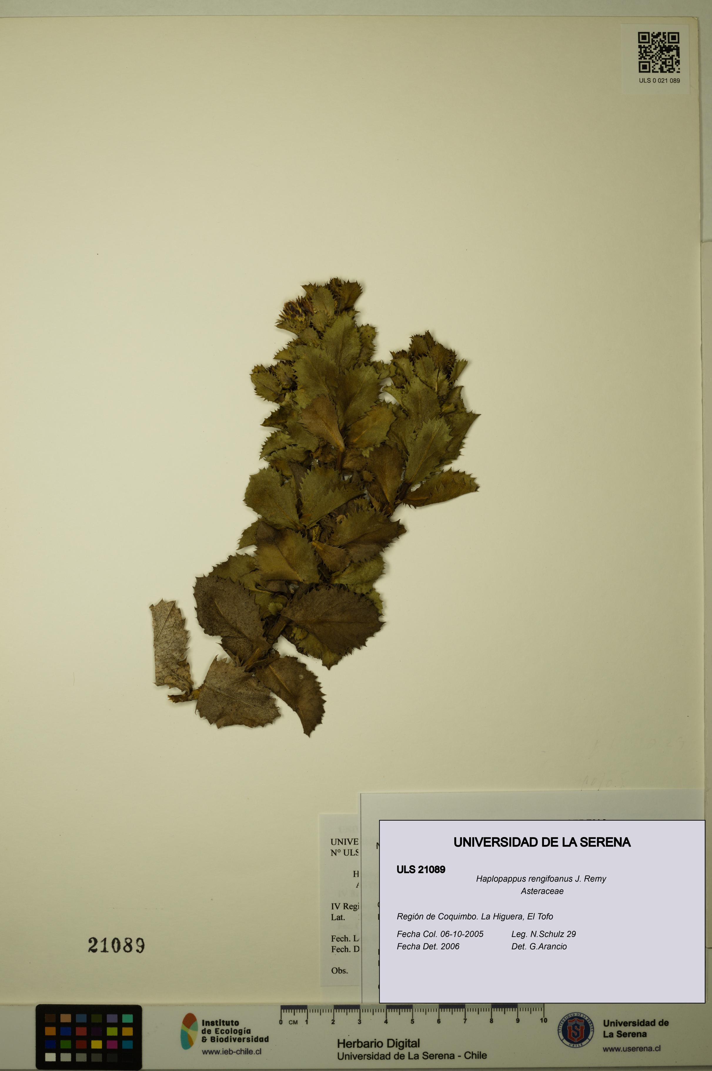 Haplopappus rengifoanus [Espécimen: ULS:ULS:0021089]