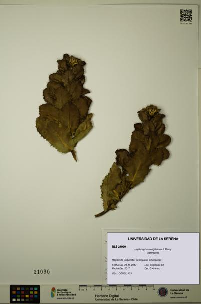 Haplopappus rengifoanus [Espécimen: ULS:ULS:0021090]