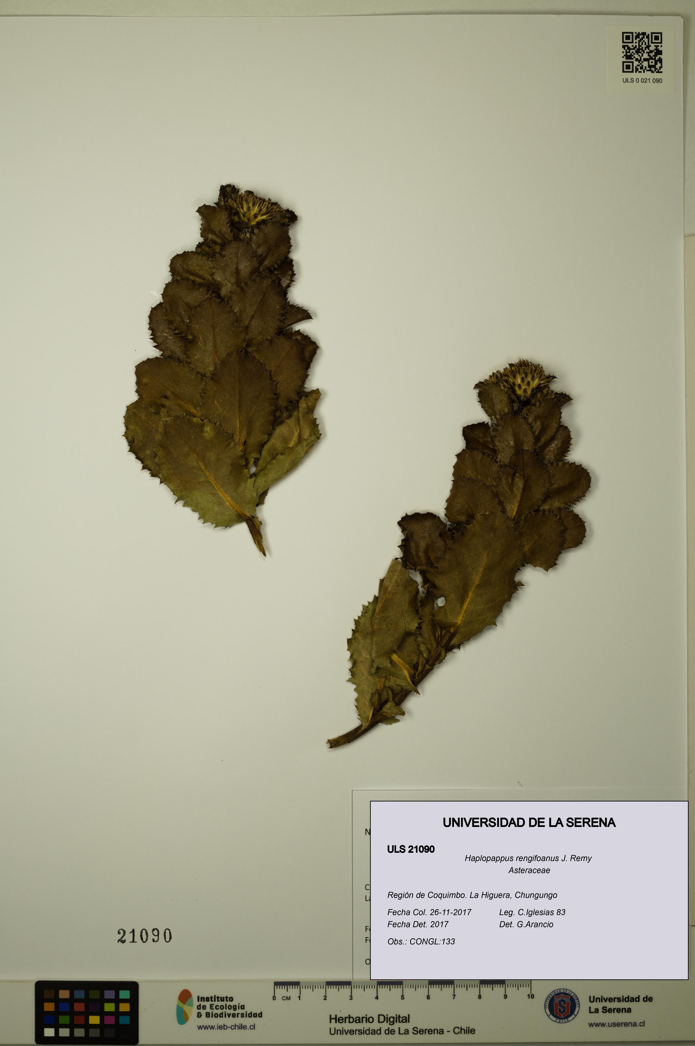 Haplopappus rengifoanus [Espécimen: ULS:ULS:0021090]