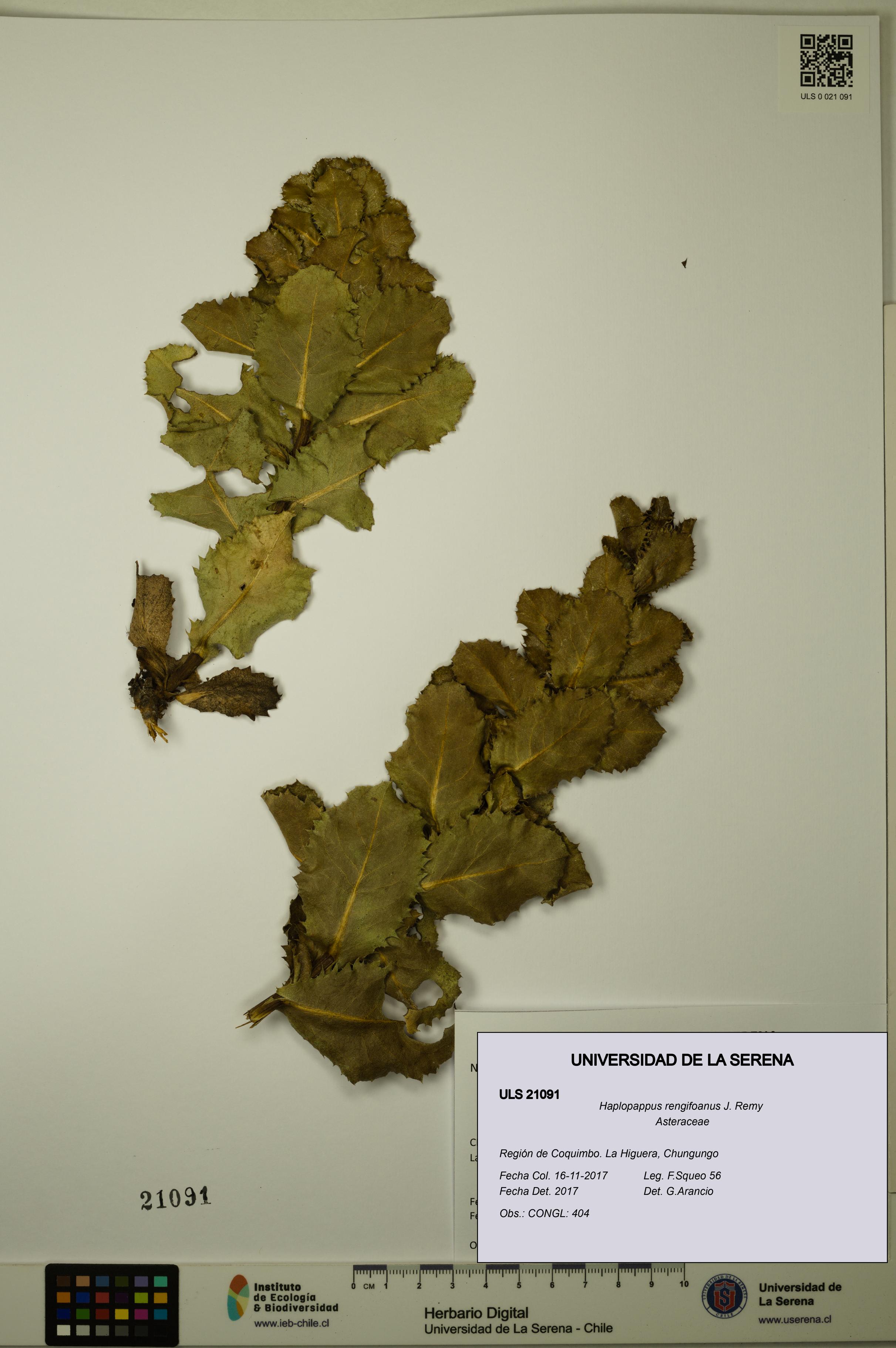 Haplopappus rengifoanus [Espécimen: ULS:ULS:0021091]