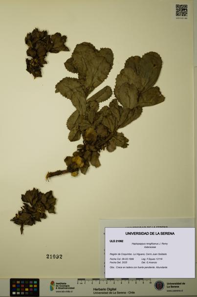 Haplopappus rengifoanus [Espécimen: ULS:ULS:0021092]