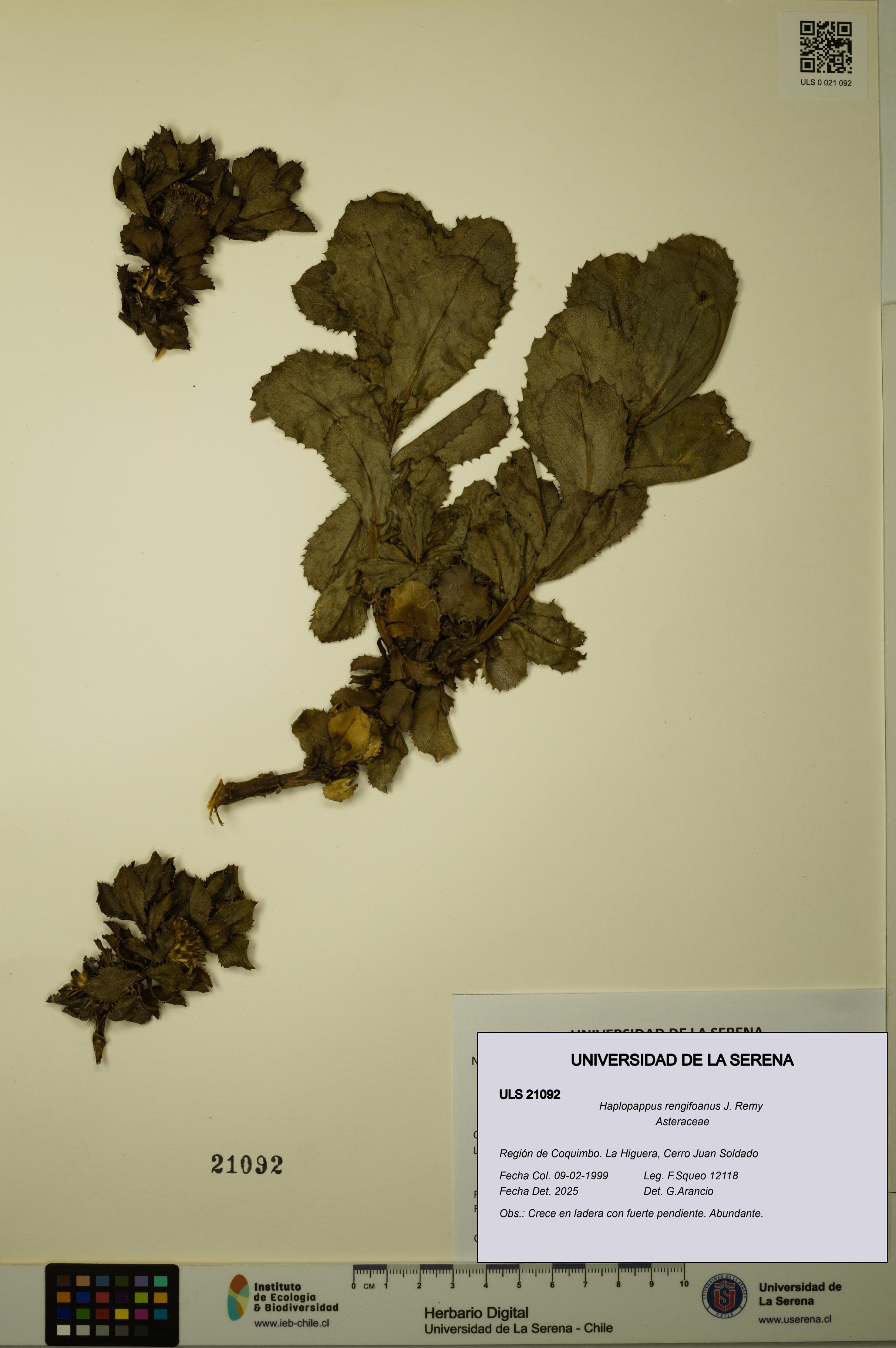 Haplopappus rengifoanus [Espécimen: ULS:ULS:0021092]