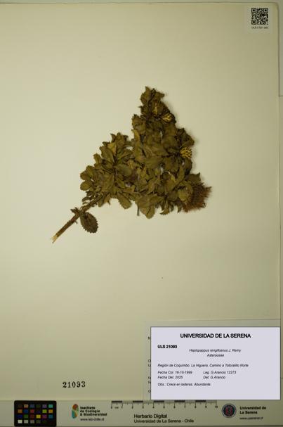 Haplopappus rengifoanus [Espécimen: ULS:ULS:0021093]