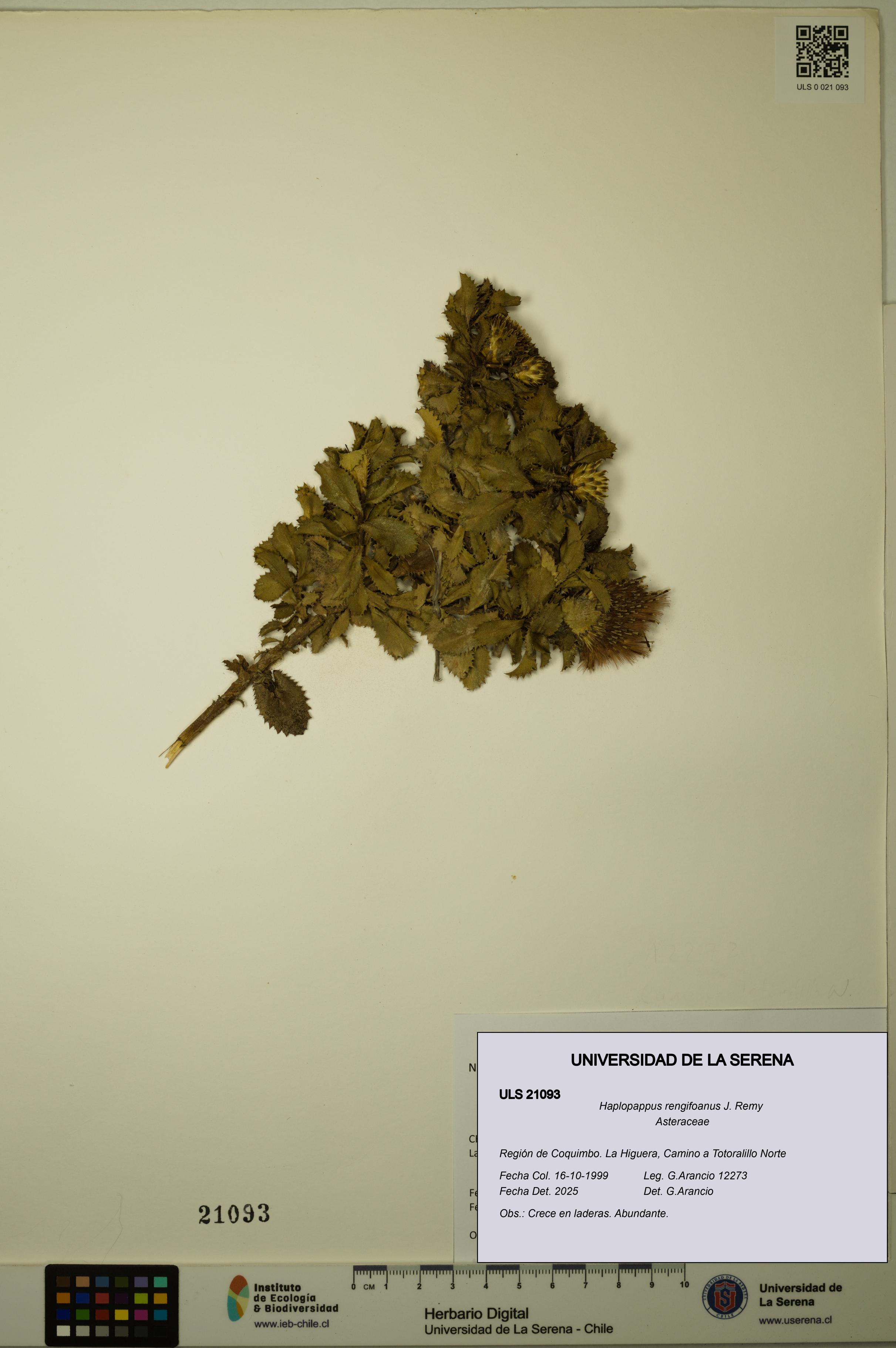 Haplopappus rengifoanus [Espécimen: ULS:ULS:0021093]