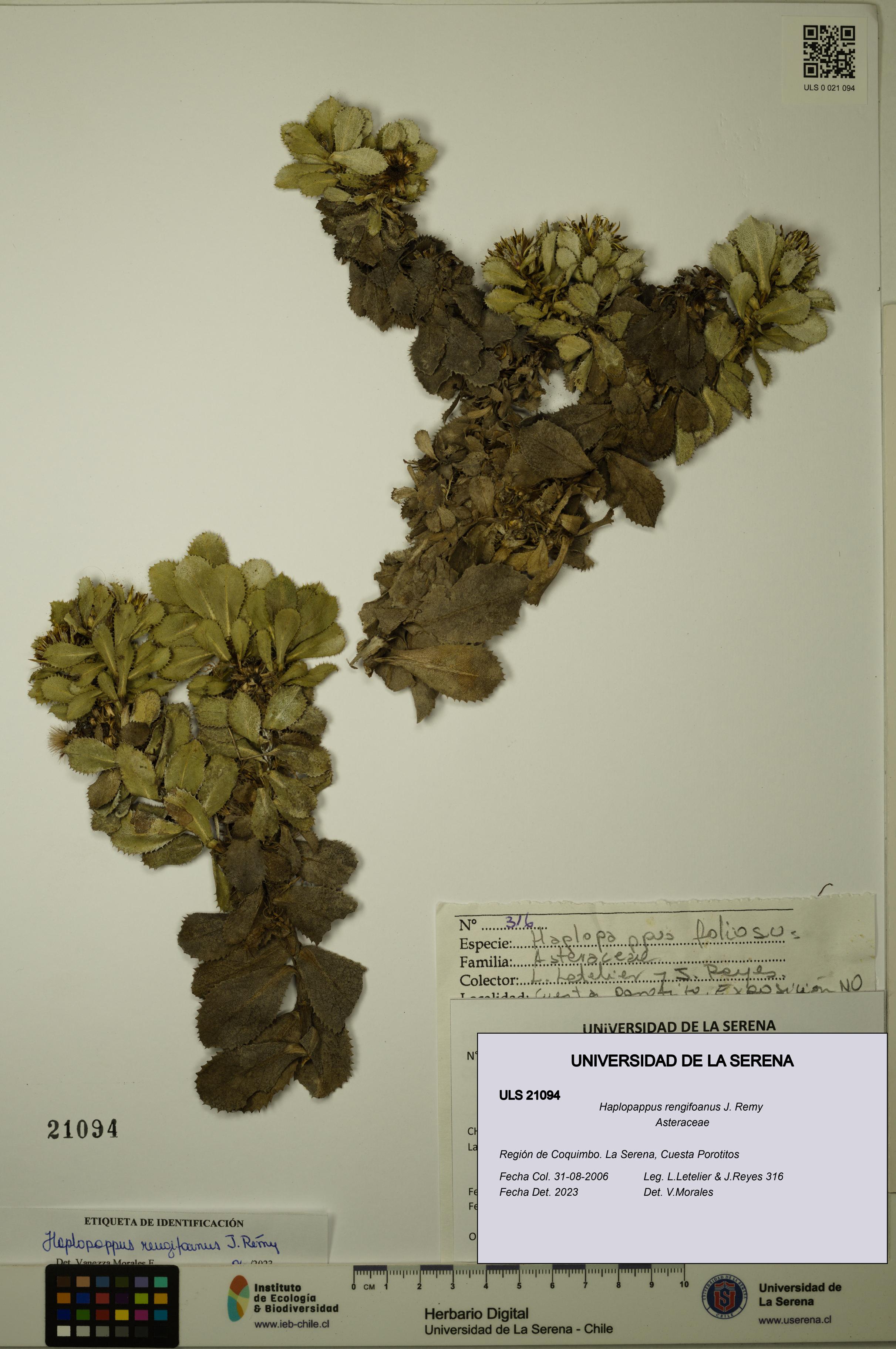 Haplopappus rengifoanus [Espécimen: ULS:ULS:0021094]