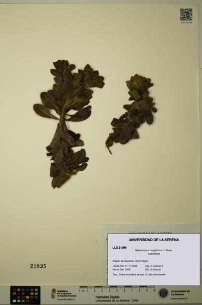 Haplopappus rengifoanus [Espécimen: ULS:ULS:0021095]