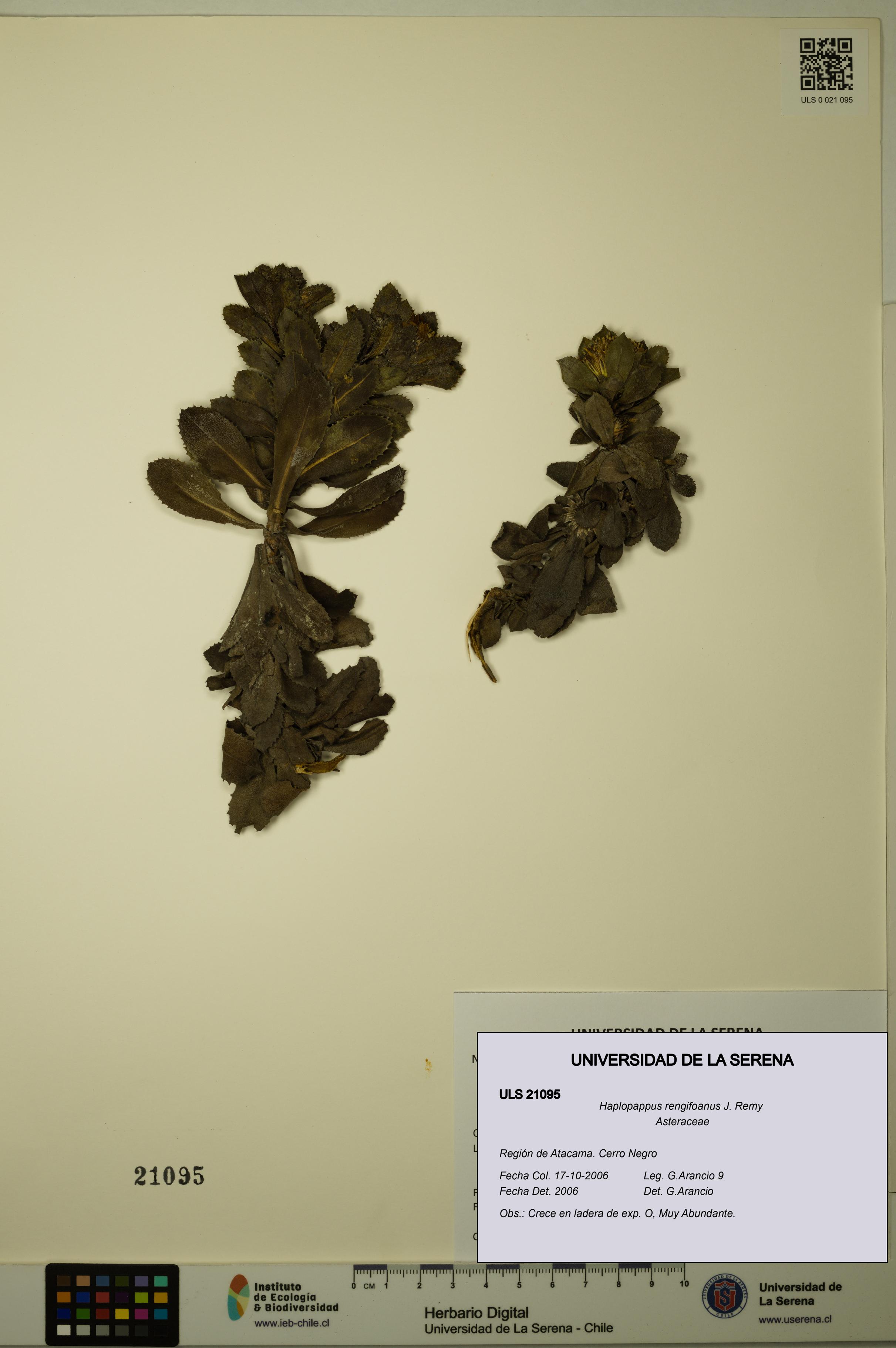 Haplopappus rengifoanus [Espécimen: ULS:ULS:0021095]