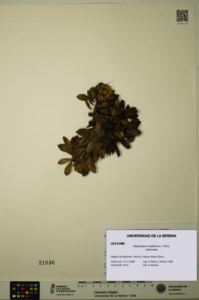 Haplopappus rengifoanus [Espécimen: ULS:ULS:0021096]