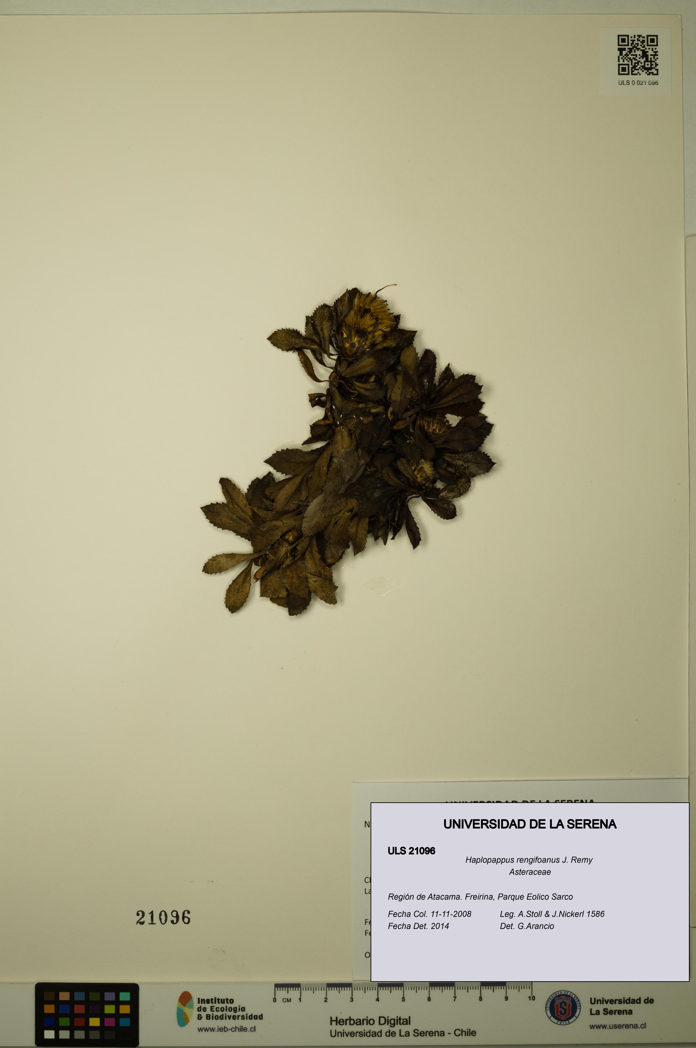 Haplopappus rengifoanus [Espécimen: ULS:ULS:0021096]