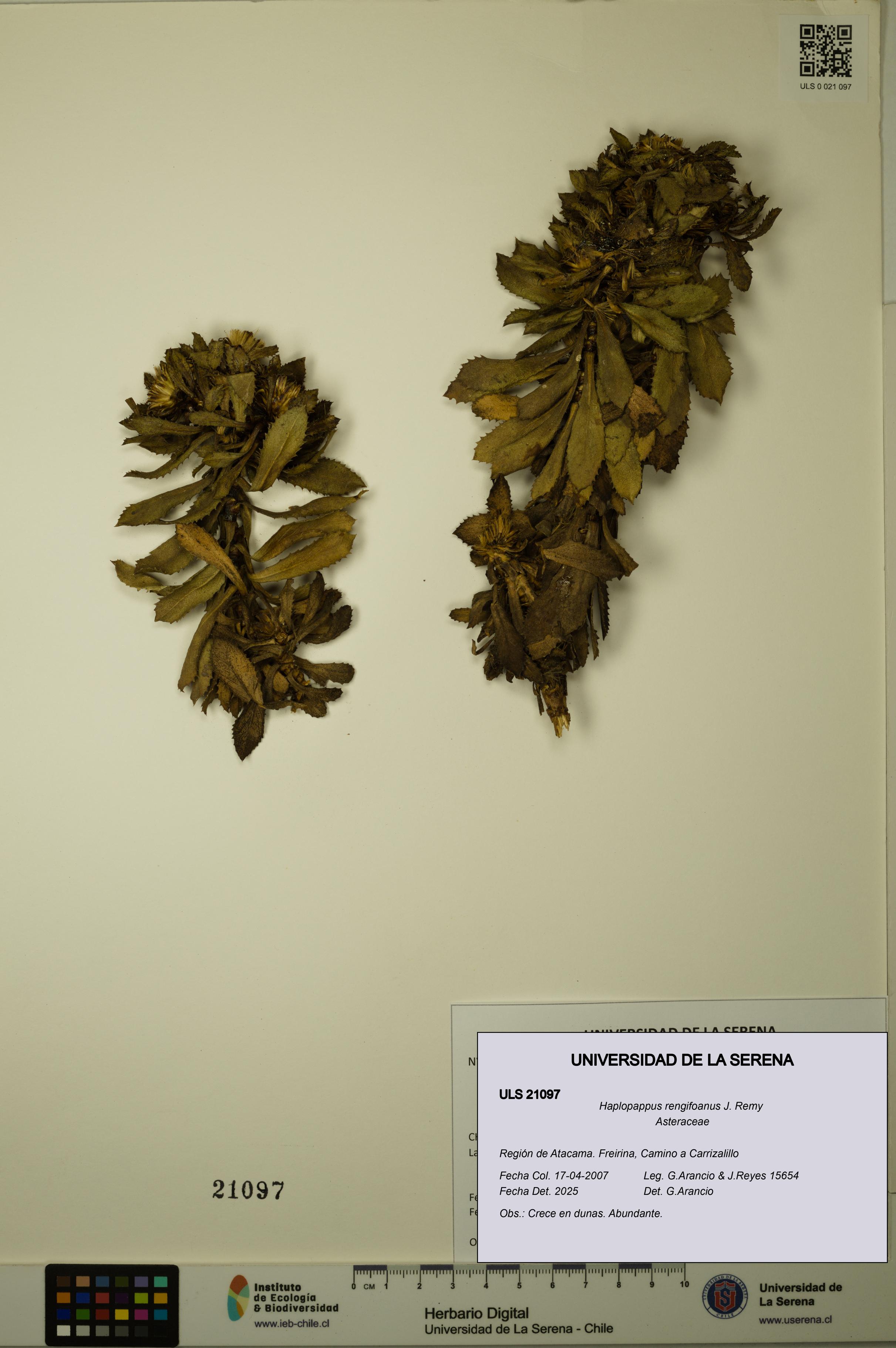 Haplopappus rengifoanus [Espécimen: ULS:ULS:0021097]