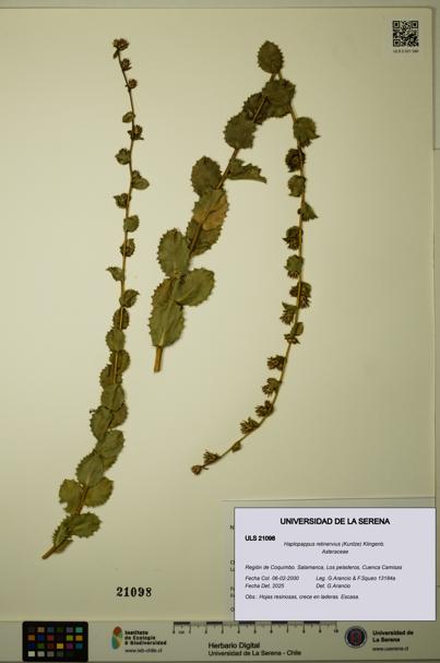 Haplopappus retinervius [Espécimen: ULS:ULS:0021098]