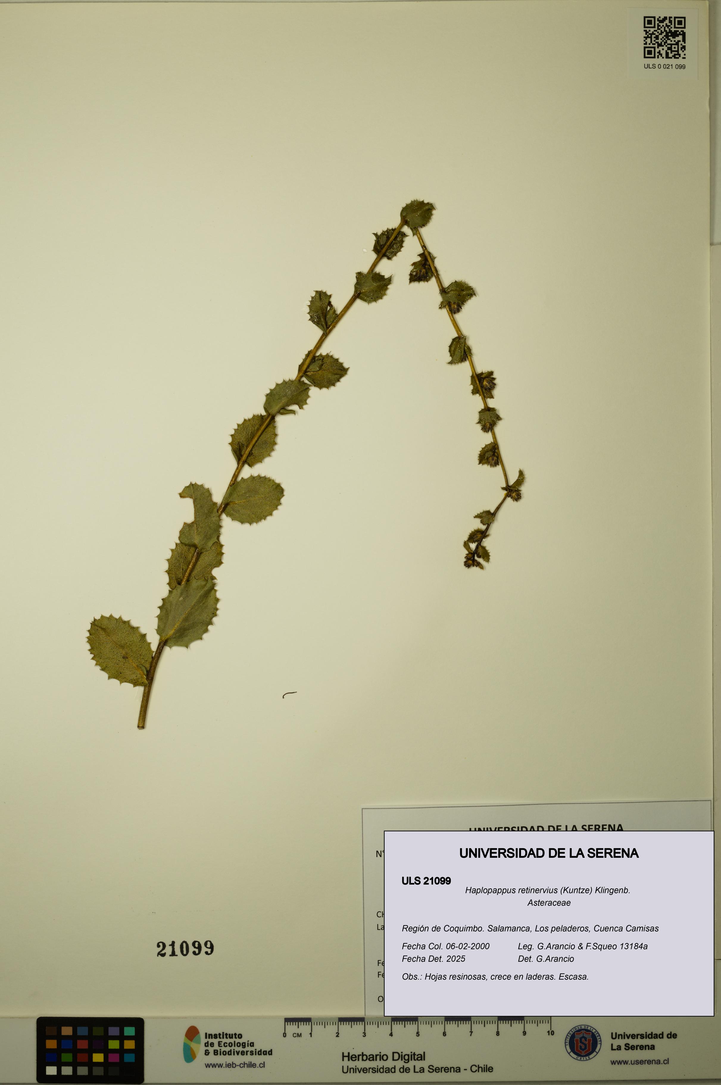 Haplopappus retinervius [Espécimen: ULS:ULS:0021099]