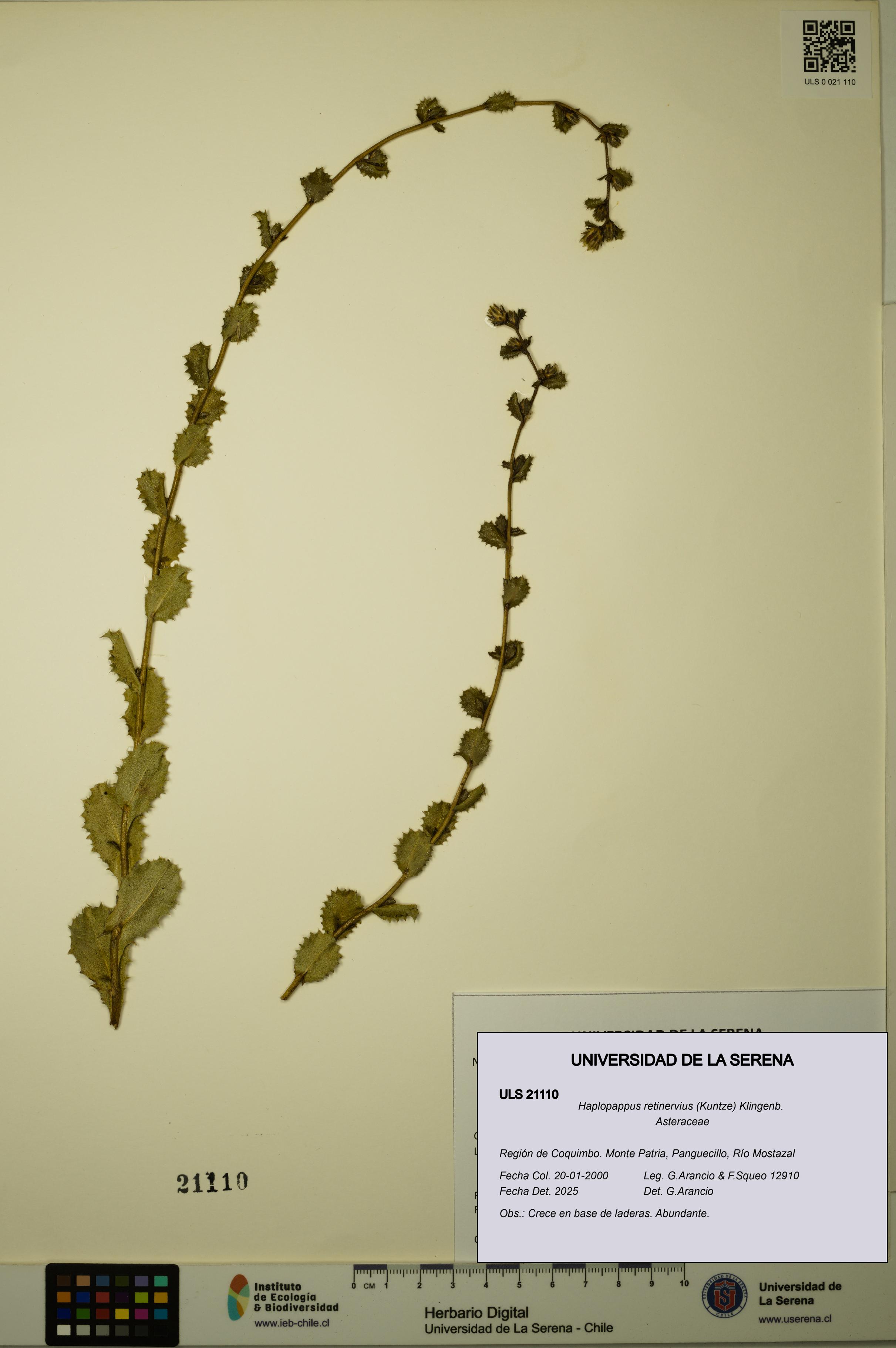 Haplopappus retinervius [Espécimen: ULS:ULS:0021110]