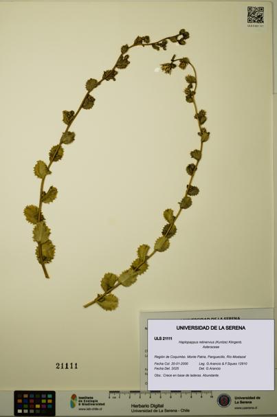 Haplopappus retinervius [Espécimen: ULS:ULS:0021111]