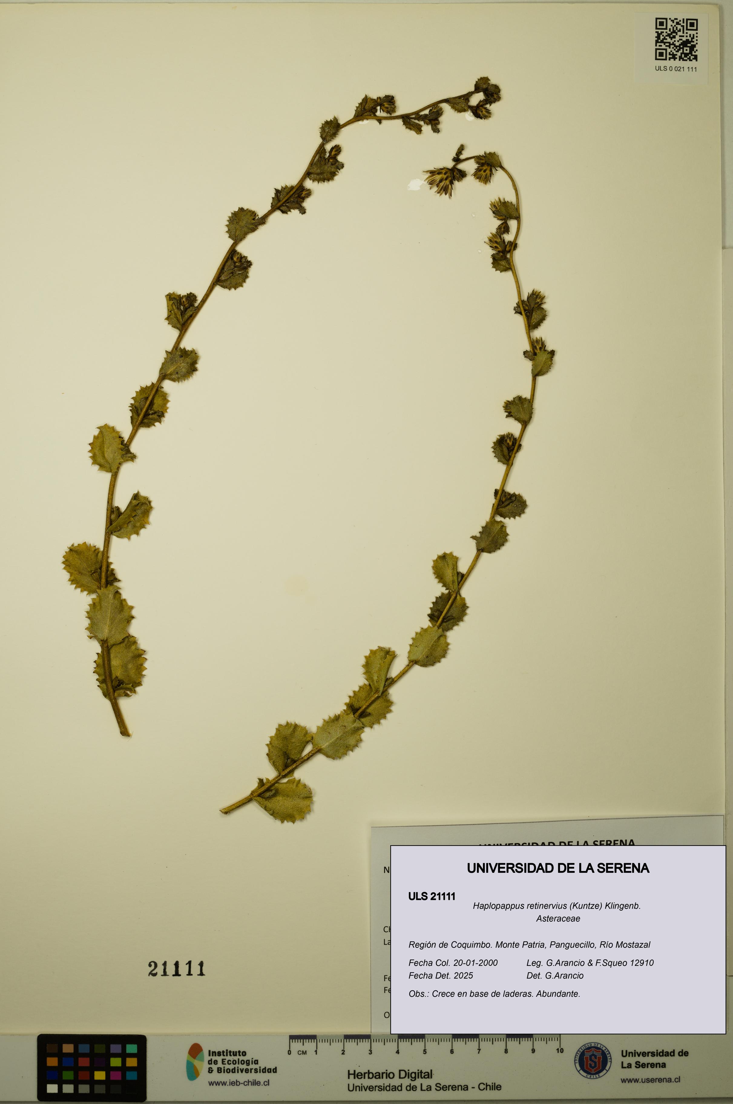 Haplopappus retinervius [Espécimen: ULS:ULS:0021111]