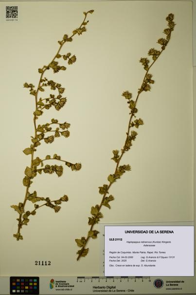 Haplopappus retinervius [Espécimen: ULS:ULS:0021112]