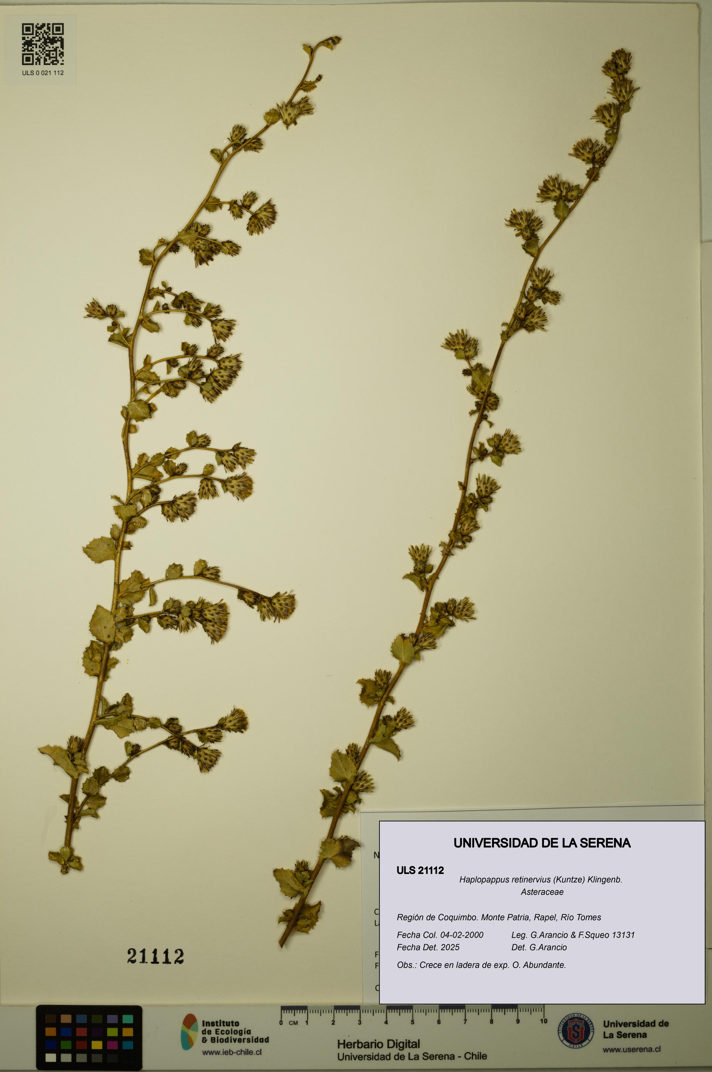 Haplopappus retinervius [Espécimen: ULS:ULS:0021112]
