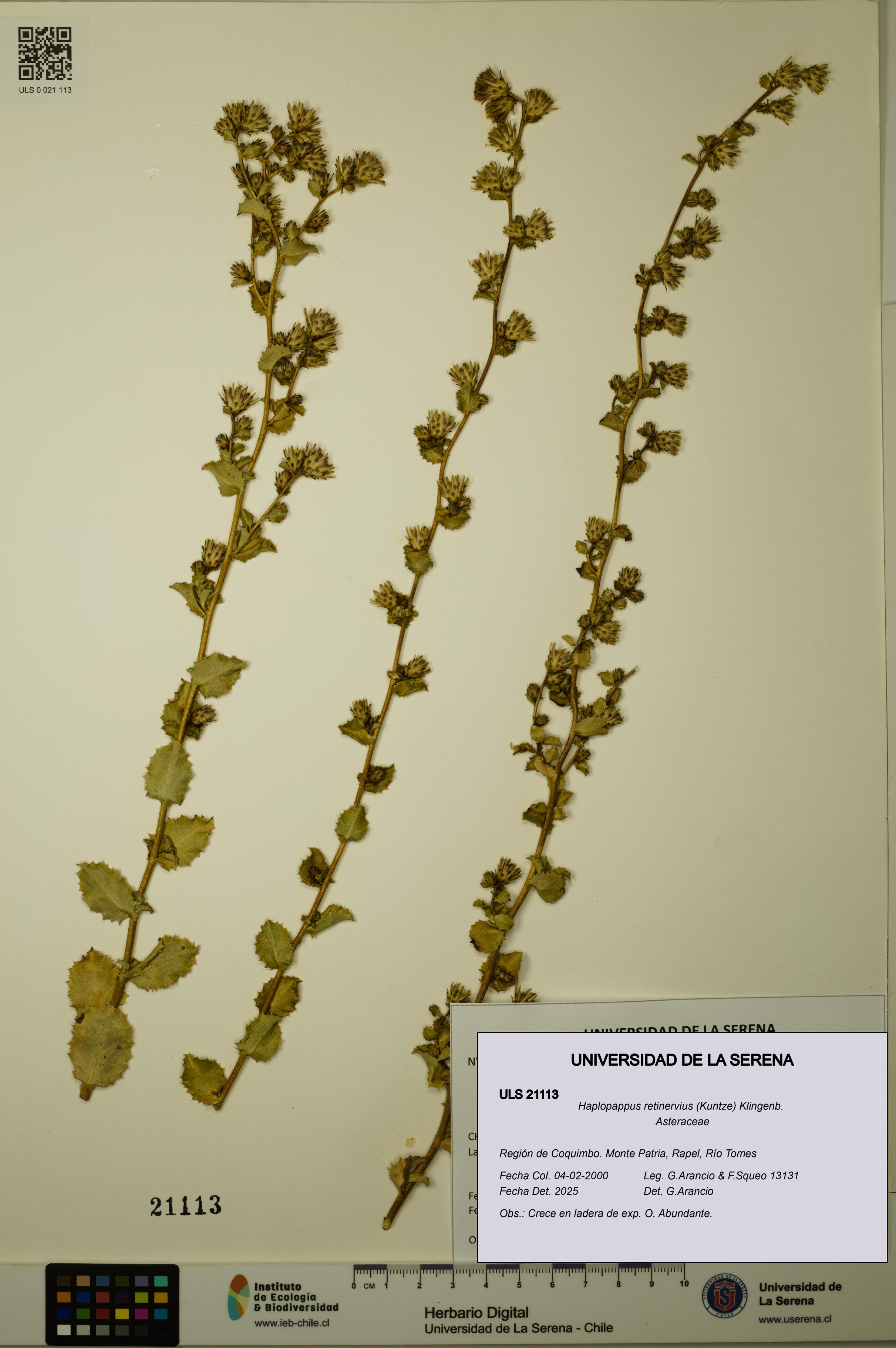 Haplopappus retinervius [Espécimen: ULS:ULS:0021113]