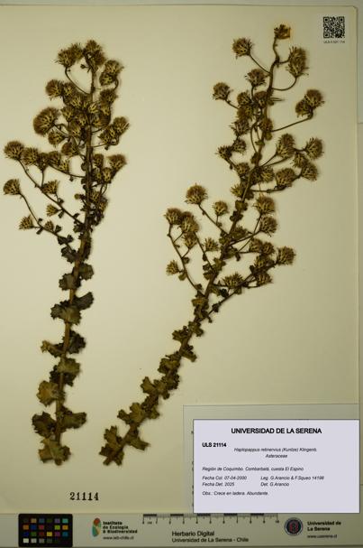 Haplopappus retinervius [Espécimen: ULS:ULS:0021114]