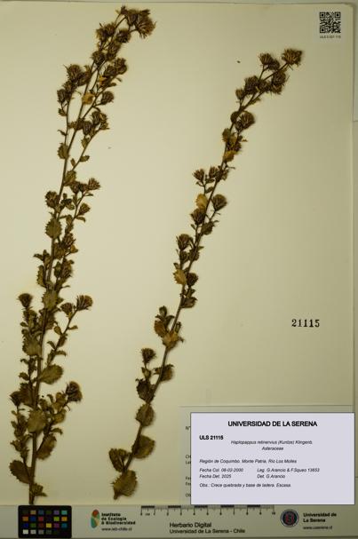 Haplopappus retinervius [Espécimen: ULS:ULS:0021115]