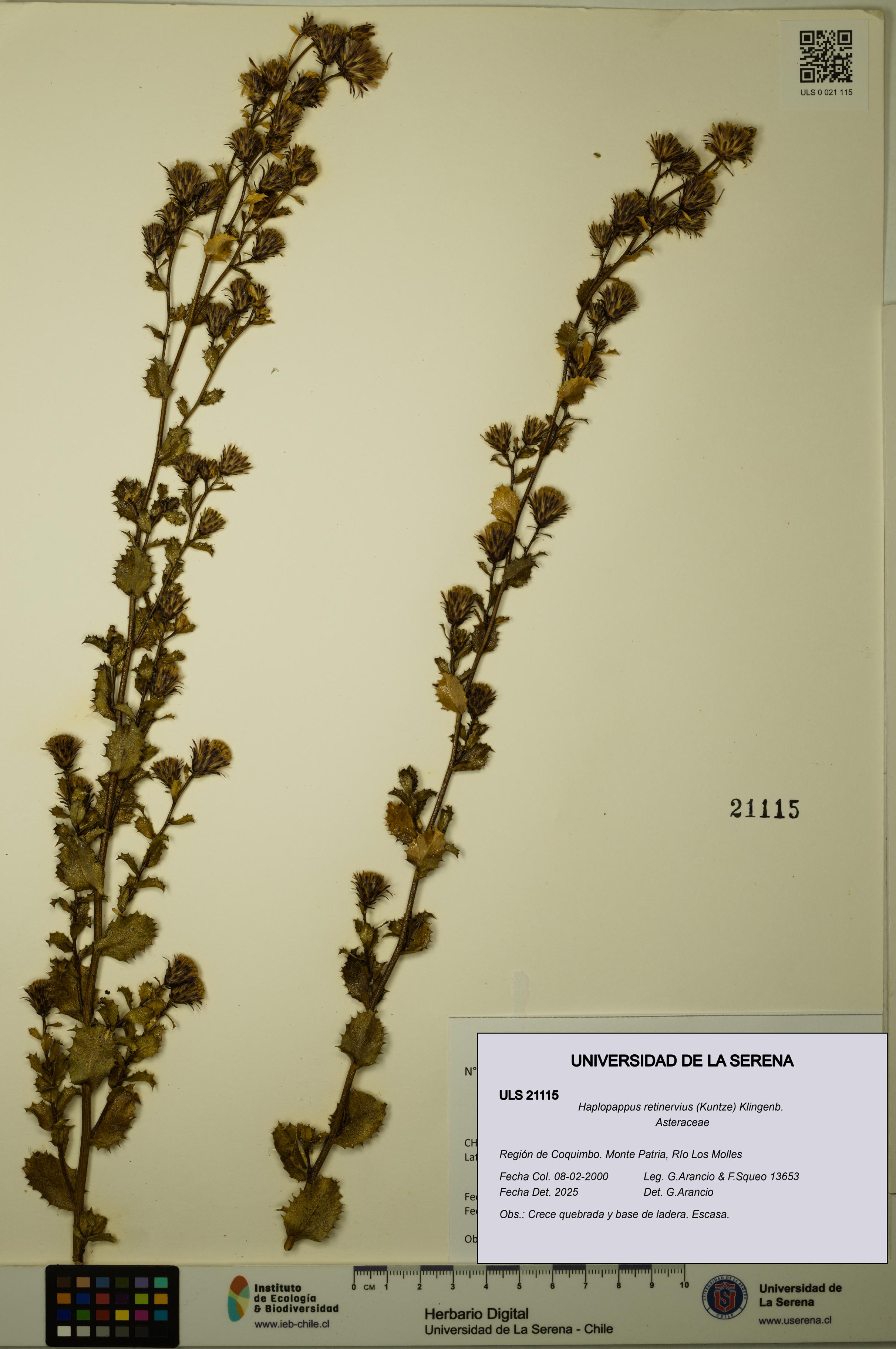 Haplopappus retinervius [Espécimen: ULS:ULS:0021115]
