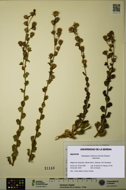 Haplopappus retinervius [Espécimen: ULS:ULS:0021116]