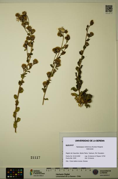 Haplopappus retinervius [Espécimen: ULS:ULS:0021117]